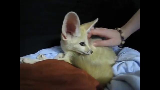 The Cutest Fennec Fox In the World! Scout the Fennec Fox Making Cute Sounds