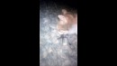 Бой котэ и паука
