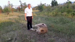 Олег Зубков готовит льва к фотосессии