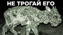 Необычные Кадры С Фотоловушек