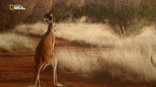 Nat Geo Wild: Король кенгуру