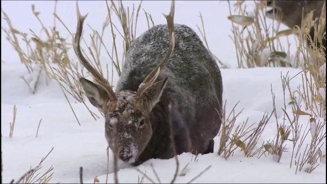 Дикая Япония снежные горы и обезьяны