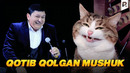 Avaz Oxun – Qotib qolgan mushuk