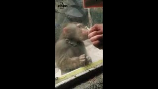 Смешная обезьяна