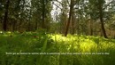 The Secret of Life by Alan Watts