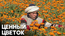 Выращивание календулы процветает в Египте, несмотря на экономический спад