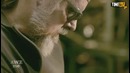 Меч Финна (Время Приключений) – Оружейный Мастер – Man At Arms на русском