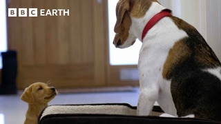Labrador Puppy Befriends 2-Year-Old Rescue Dog | Wonderful World of Puppies | BBC Earth