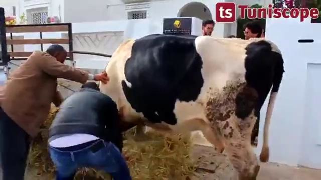 Победителям Bagra the Game выдали живую корову