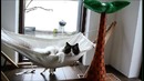 Кот учится пользоваться своим гамаком