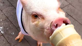 Silly Cute Pigs | Funny Pet Videos