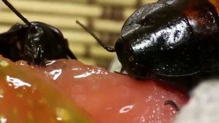 Как едят тараканы