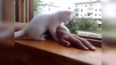 Самые лучшие новые приколы 2013 октябрь №2