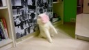 Кот и стикер