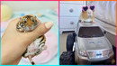 Funniest Animal Moments That Are Pure Comedy | You Laugh, You Lose