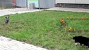 Схватка кота и собаки