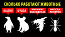 Животные трудолюбивее нас