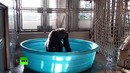 Король брейка- танцующая горилла стала звездой интернета