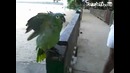 Попугай дразнит туристов