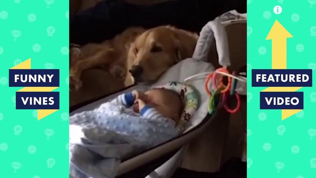 TRY NOT TO AWWW – Cute Dogs & Puppies Videos. Golden Retriever Compilation