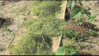 Солнечная батарея из скошенной травы