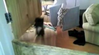 Коты, которые не умеют прыгать