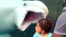 Aquarium Memes to Make You Laugh | Funny Pet Videos