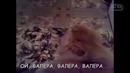 Говорящие коты и кошки. приколы с котами и другими животными