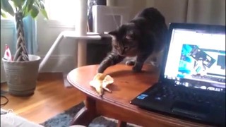 Коты против бананов