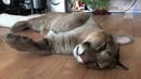 Лучшие приколы 2018 [Fun Army] Апрель