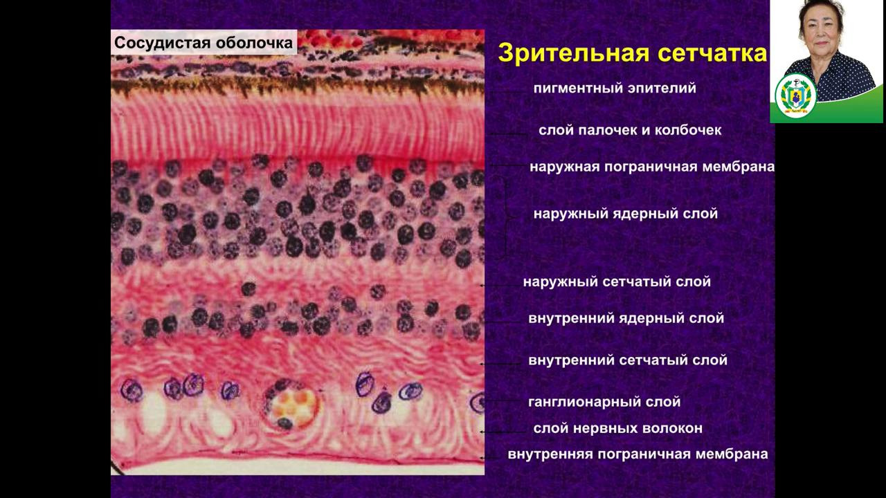 Эпителий сетчатки. Строение пигментного эпителия сетчатки. Клетки сетчатки гистология. Гистологические слои сетчатки. Строение сетчатки гистология.