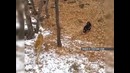 Толерантный тигр
