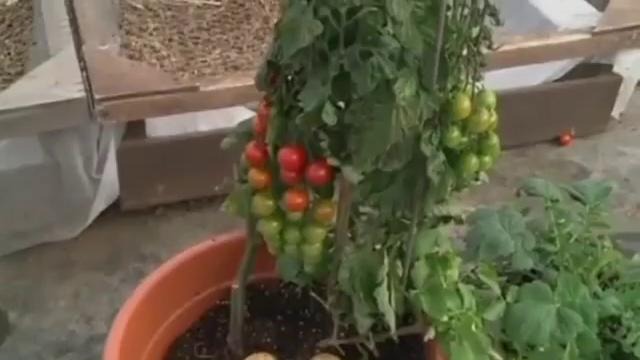 TomTato – помидоры и картошка с одного растения