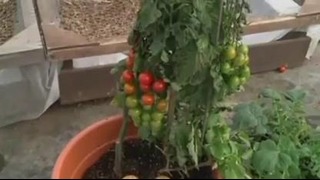 TomTato – помидоры и картошка с одного растения