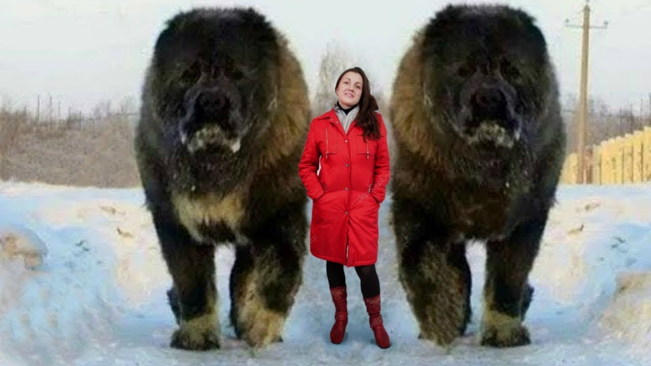 Самая крупная собака в мире фото