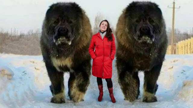 Самые Большие Собаки-Охранники в Мире