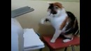 Кот и принтер