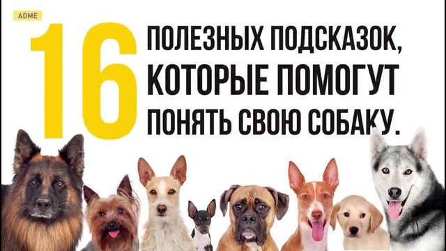 16 Приемов Для Тех, Кто Всегда Мечтал Понимать Собак