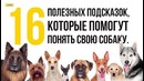 16 Приемов Для Тех, Кто Всегда Мечтал Понимать Собак