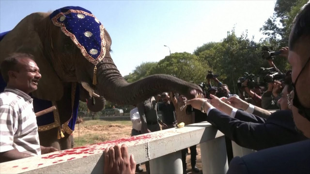 Как праздновали день рождения двух слонов в зоопарке в Пакистане