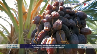 Fatvo markazi Madinada xurmo ektirish bo‘yicha tarqalgan xabarlarga munosabat bildirdi