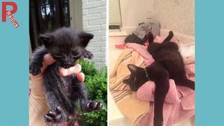 Кошки до и после того, как их забрали из приюта
