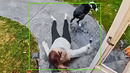 Funniest Fails of the Week | 100% Stupid