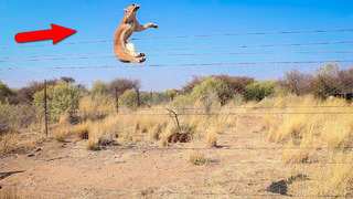 Невероятные прыжки диких кошек