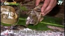 Law of the Jungle in Mexico – Ep. 320 [рус. саб]
