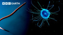 Mysterious Underwater Creatures | BBC Earth