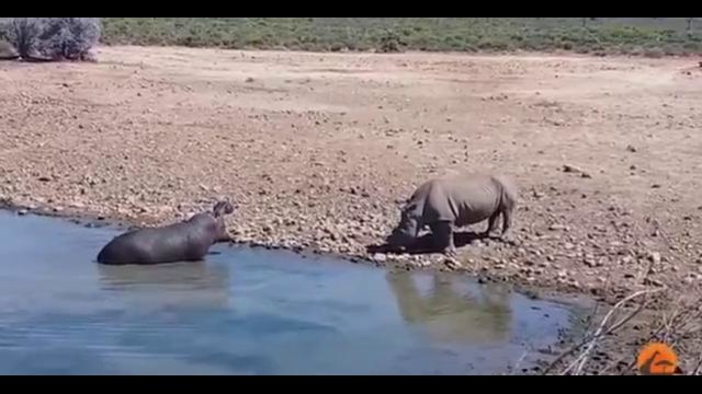 Бегемот против носорога