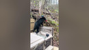 It’s got what bears crave