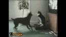Кот vs Собака