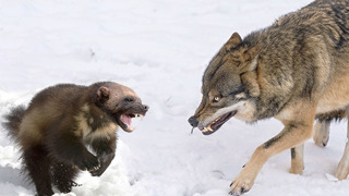 Волки и даже Медведи обходят её стороной! Росомаха – Яростная и вечно Голодная хищница